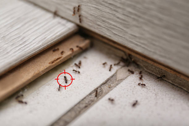 Best Flea Control Services  in Nekoosa, WI