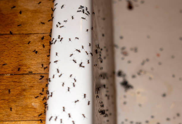 Best Best Pest Control Companies  in Nekoosa, WI