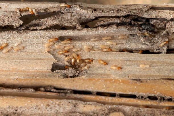 Best Pest Removal Services  in Nekoosa, WI