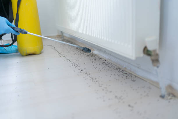 Best Wasp Removal Services  in Nekoosa, WI